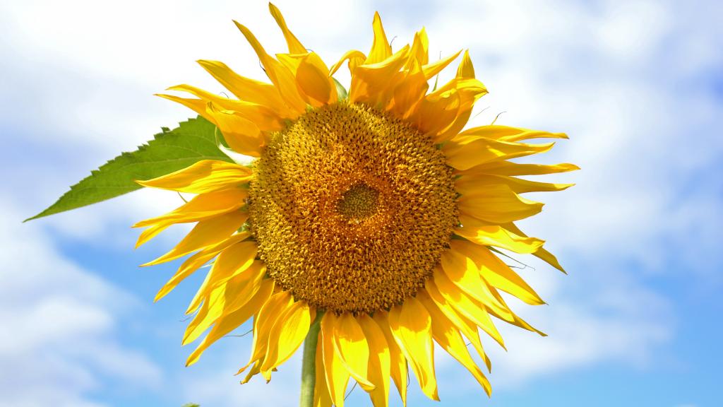 5k分辨率向日葵图片