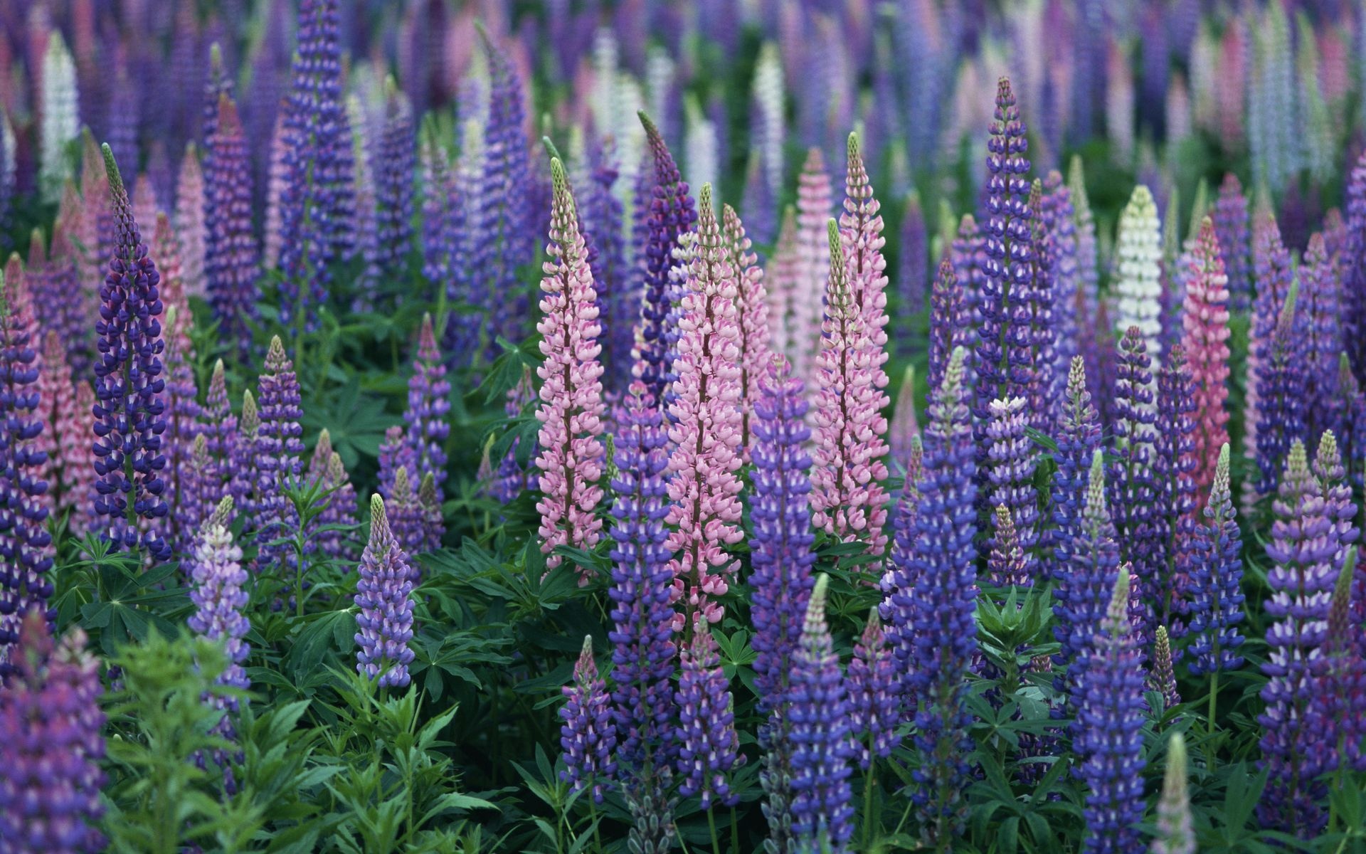 唯美浪漫紫阳花,高清图片,电脑桌面-壁纸族