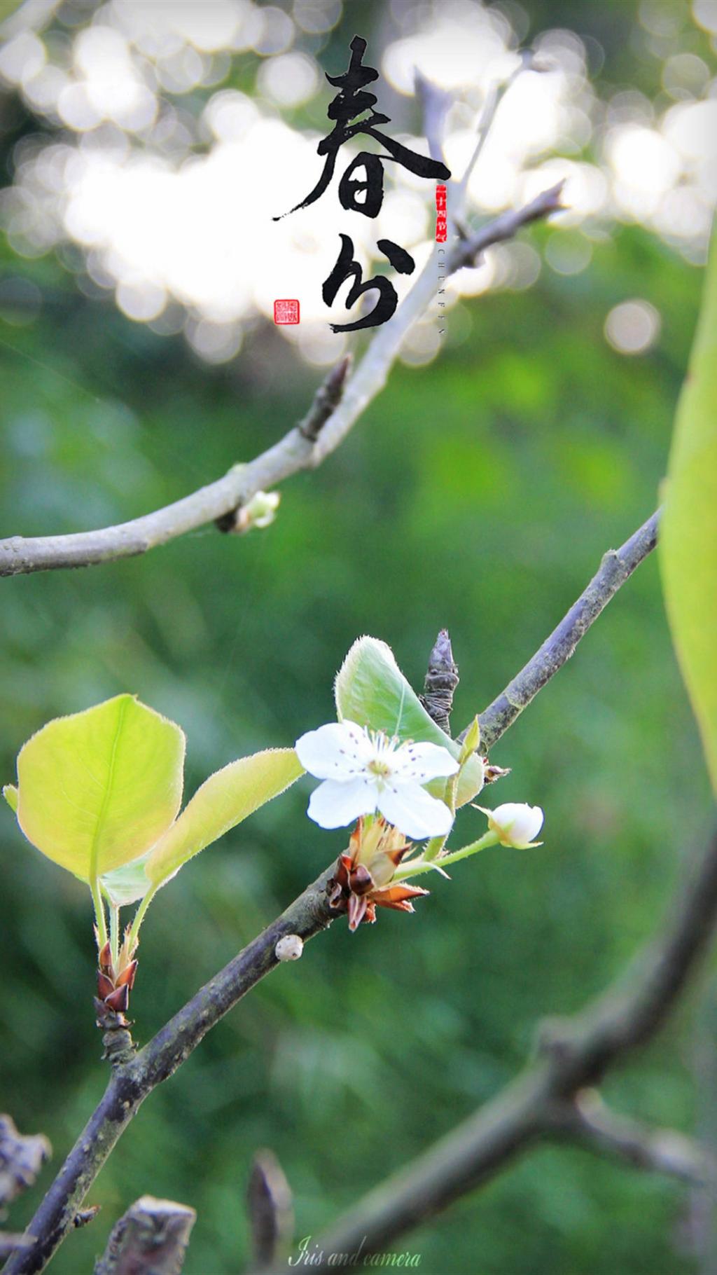 二十四节气之春分