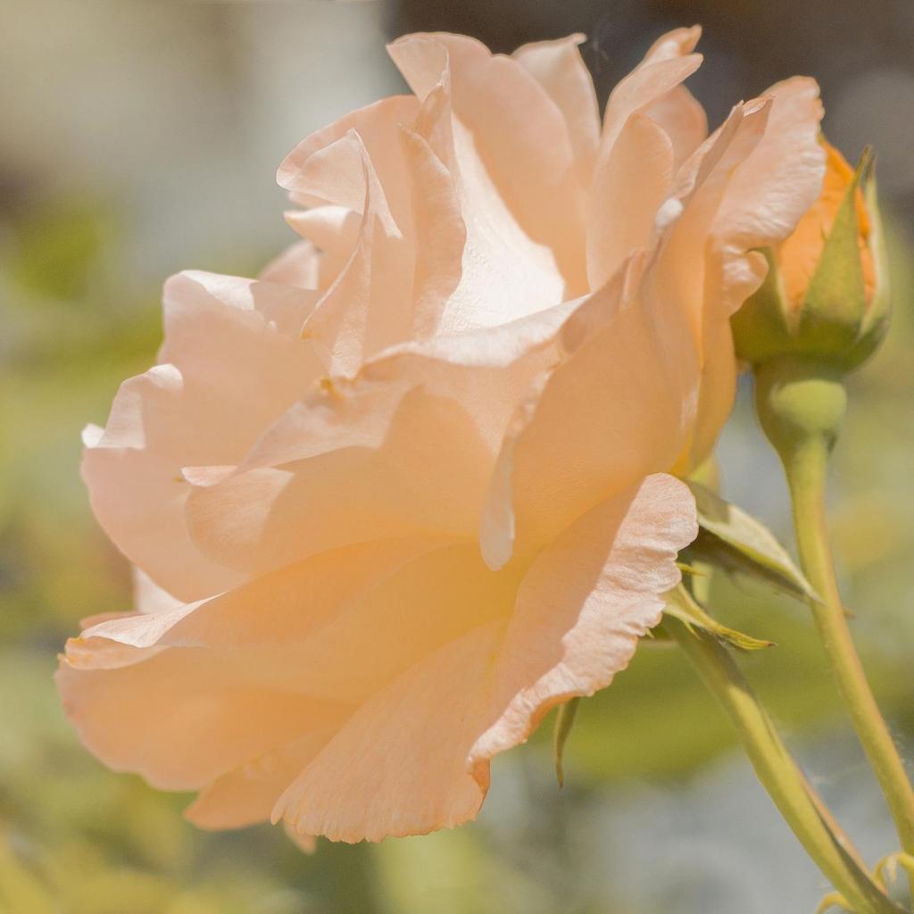 月季清新迷人摄影