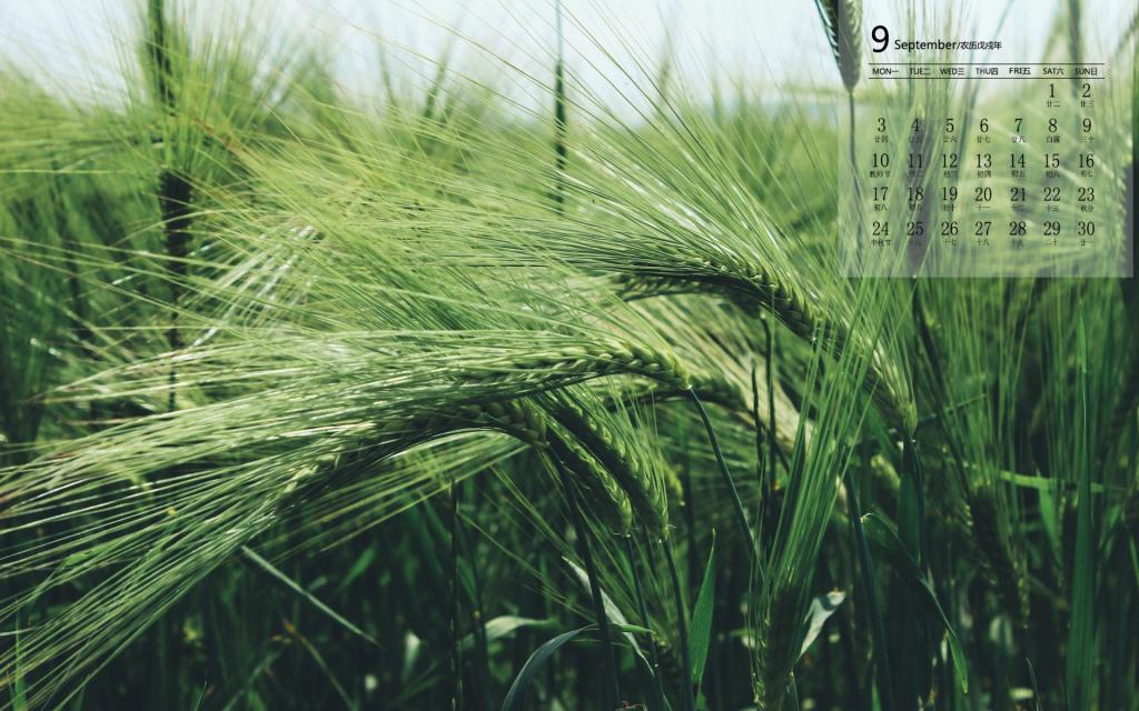 2018年9月清新护眼麦田日历