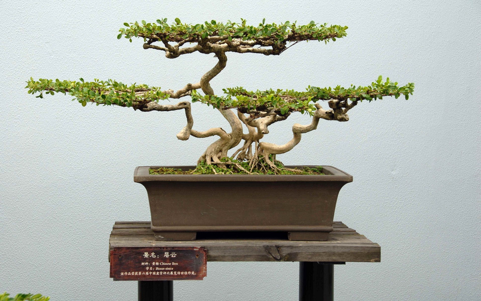 松柏盆景,高清图片,电脑桌面-壁纸族