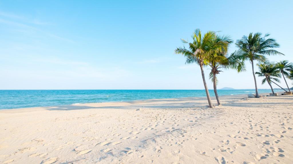 夏天美丽的海边椰树风光