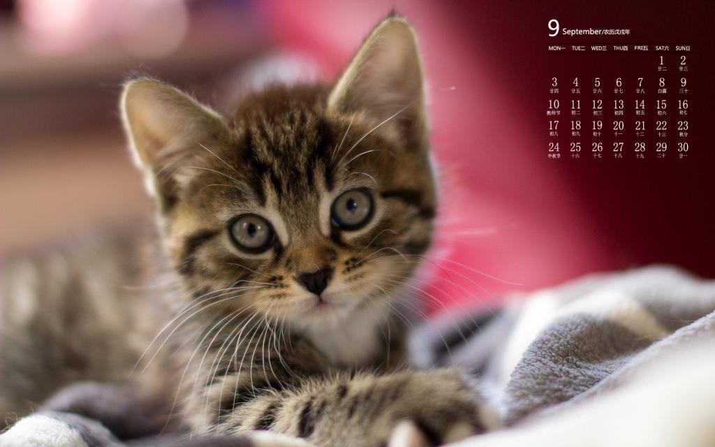2018年9月可爱猫咪日常卖萌图片日历
