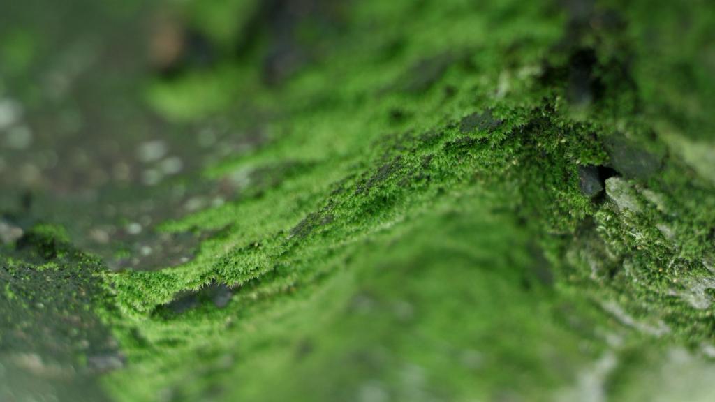 绿色苔藓植物图片