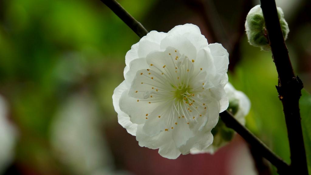 洁白的白碧桃花