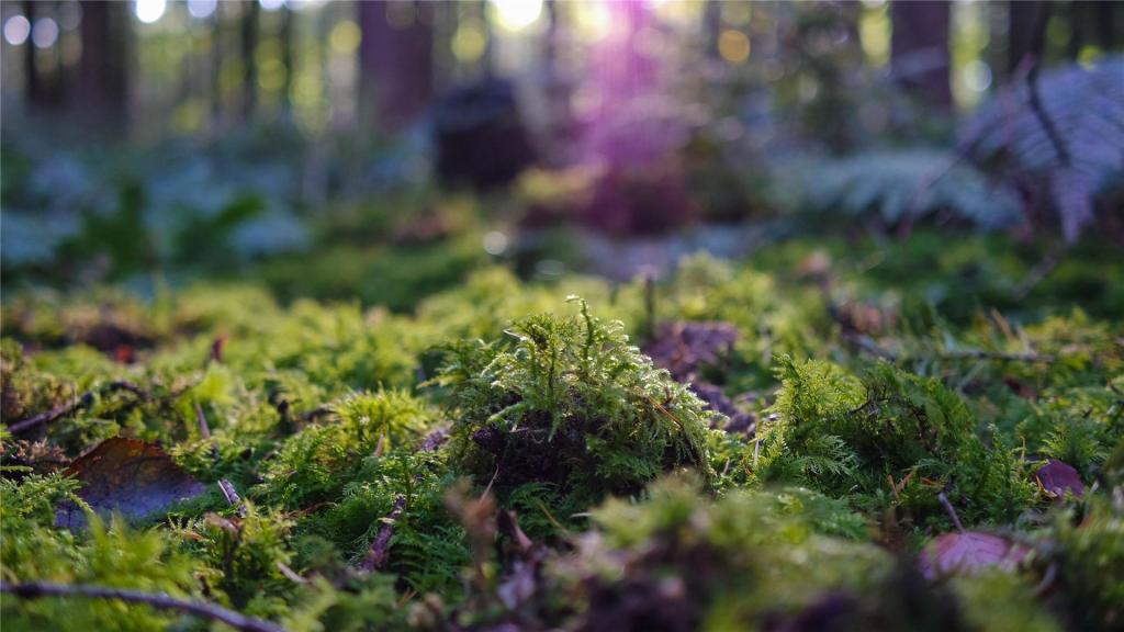 小清新养眼苔藓ppt背景