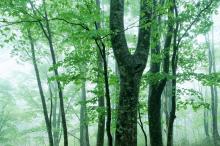 优美的绿叶写真