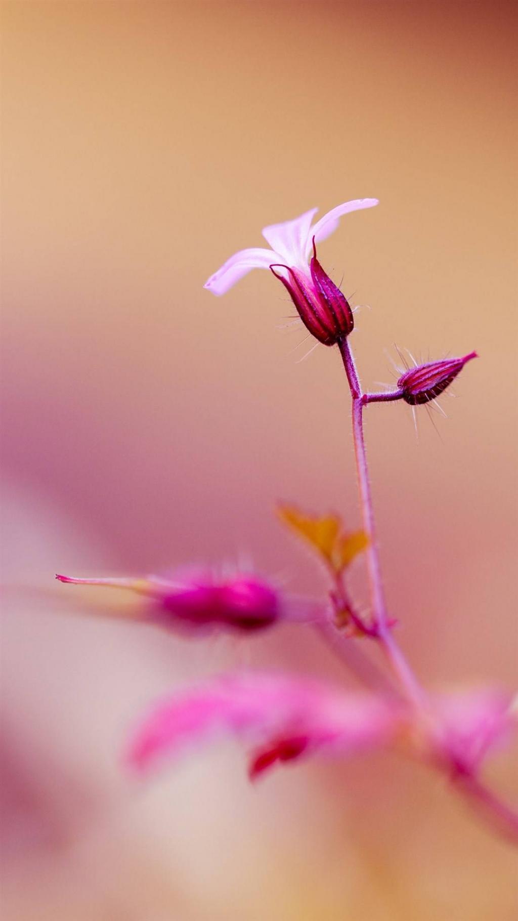 清新花朵护眼锁屏