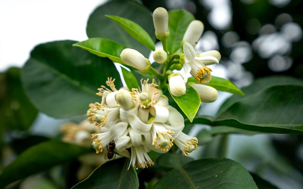 清新橘花淡雅养眼微距摄影