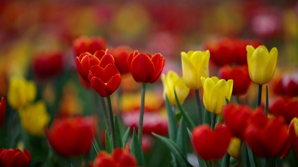 素雅秀丽的郁金香