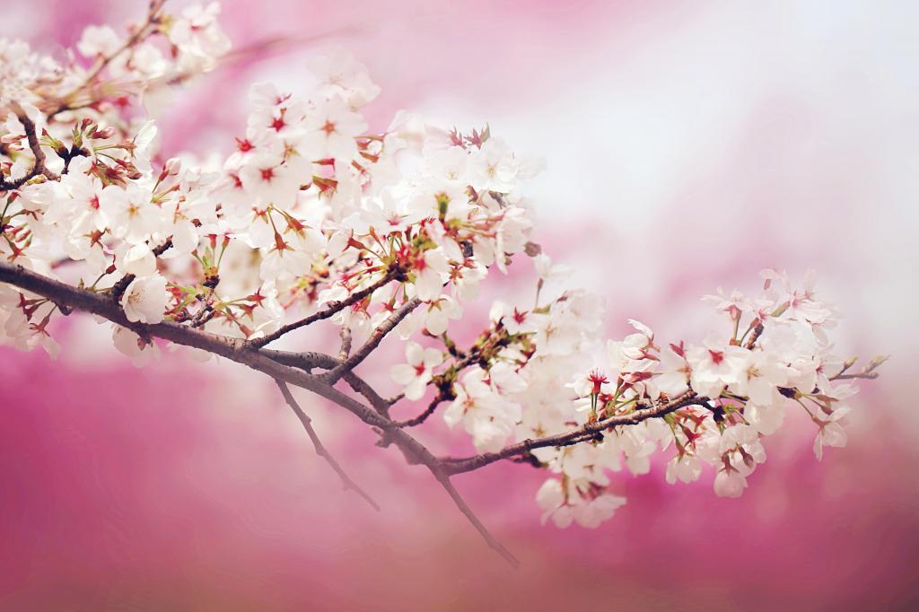 浪漫迷人的花花世界