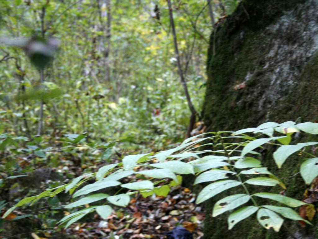 森林中的华南虎