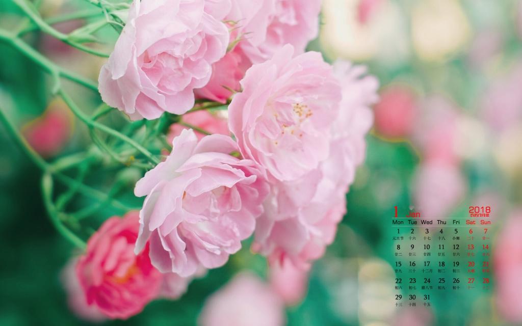 2018年1月养眼日历