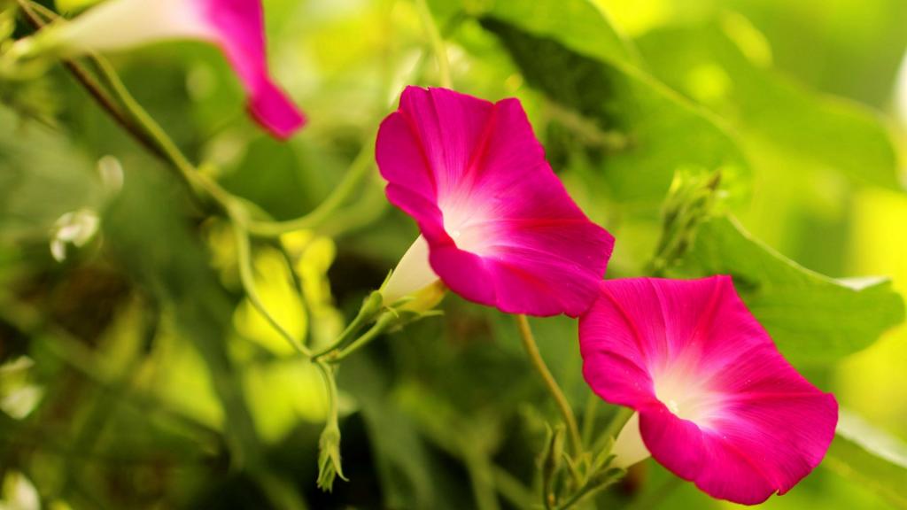 各色各样的牵牛花