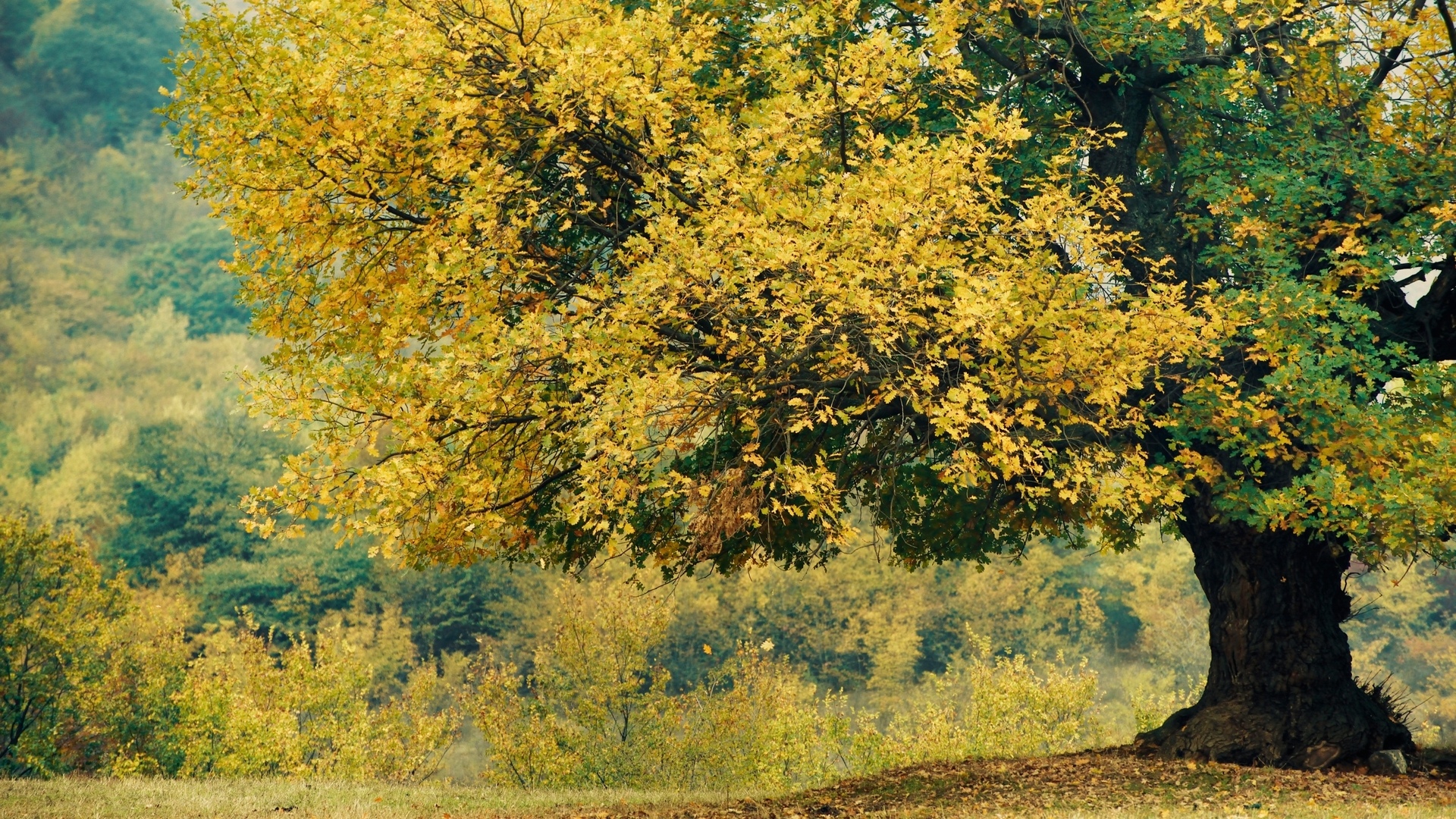 秋天优美风景,高清图片,电脑桌面-壁纸族