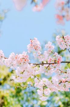 唯美迷人的樱花盛开-1