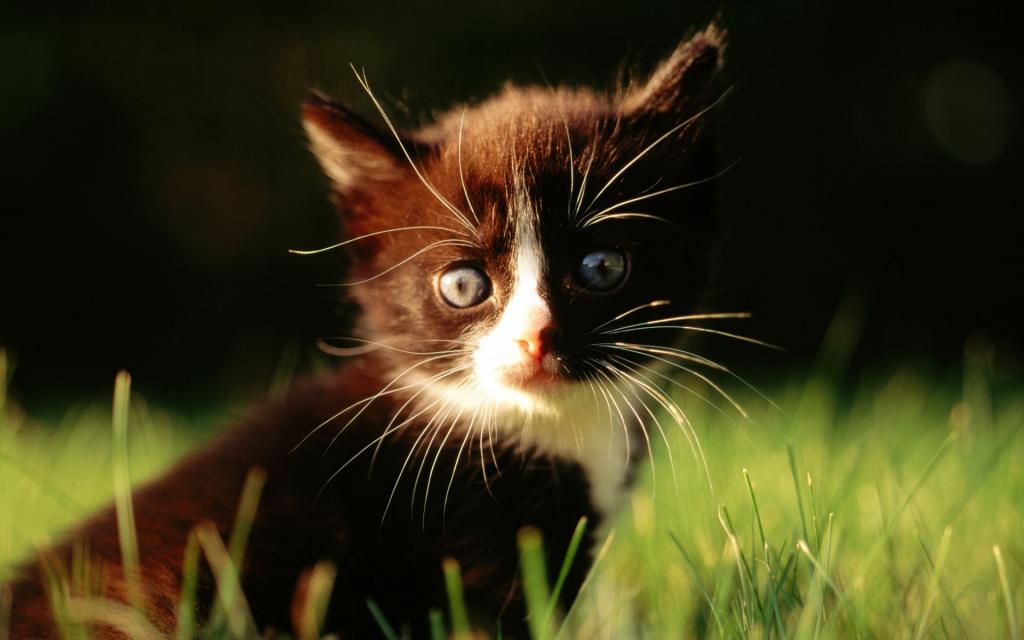 草原猫咪写真
