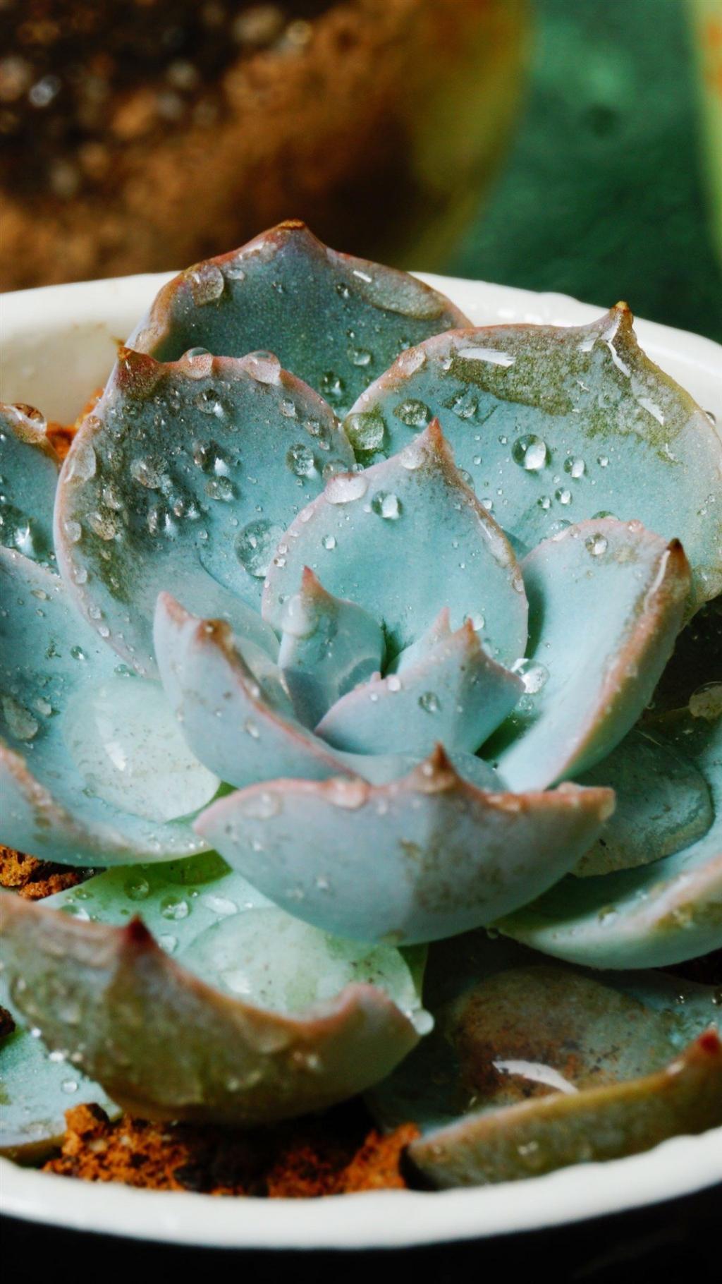 唯美高清多肉植物