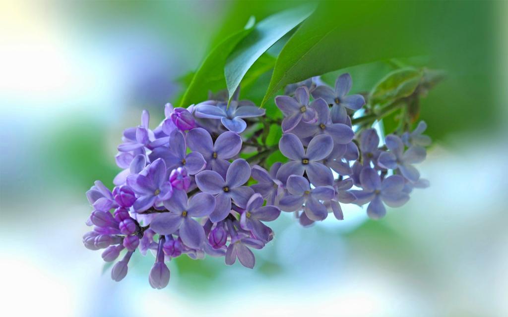 淡淡的紫丁香