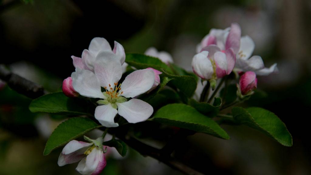 粉白色苹果花图片