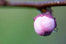春天里含苞待放的花蕾