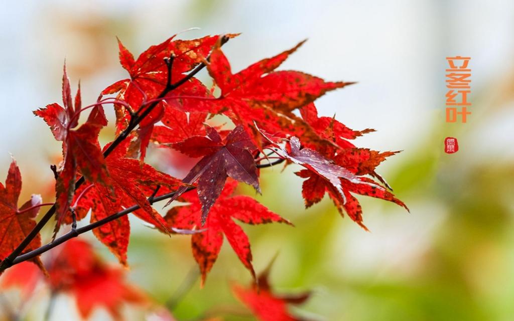 立冬红叶