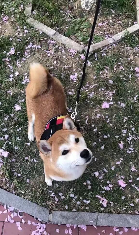 勇猛又可爱的秋田犬