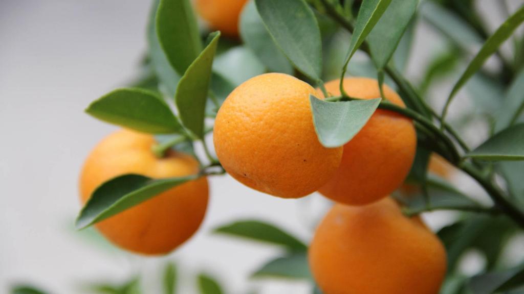 新鲜的水果橘子