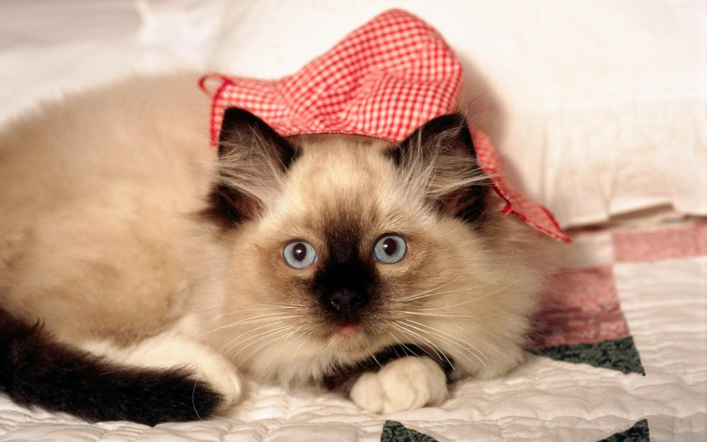 可爱小猫咪