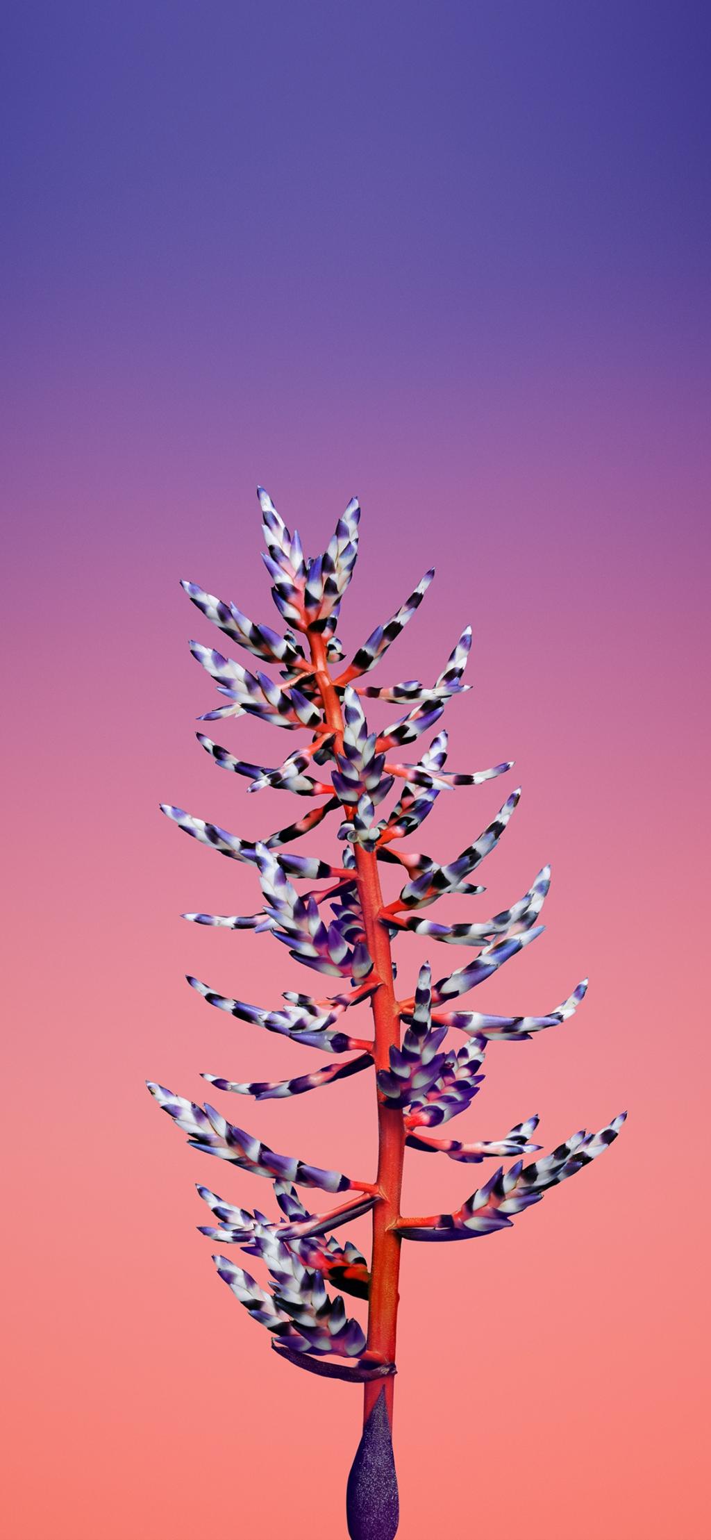  iOS 11系统自带花卉主题