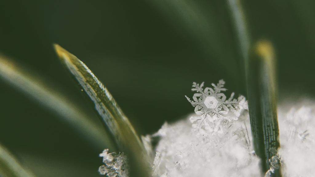 霜花形成的原因