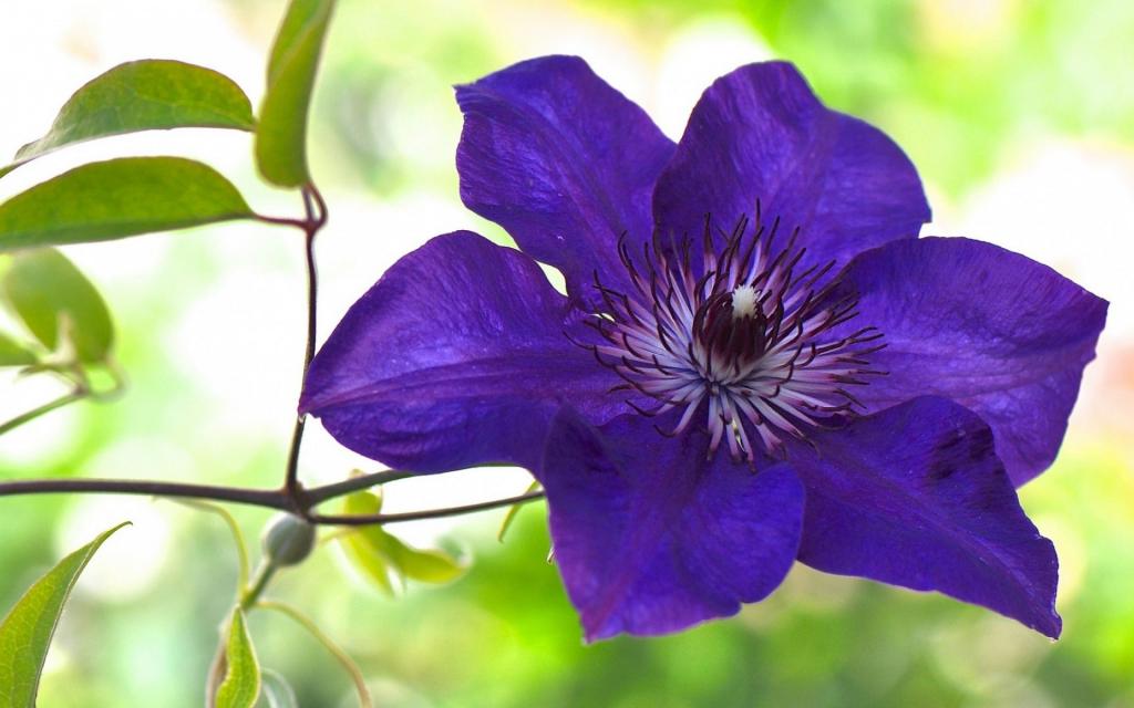 观赏植物铁线莲