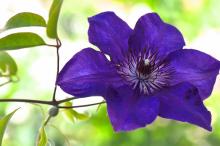 观赏植物铁线莲