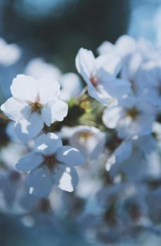 纯白樱花唯美意境摄影-5