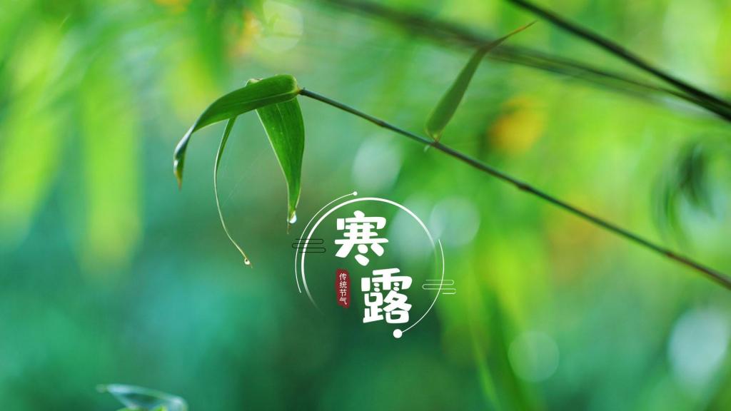 二十四节气寒露清新护眼竹叶
