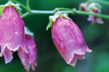 粉色红色的野花