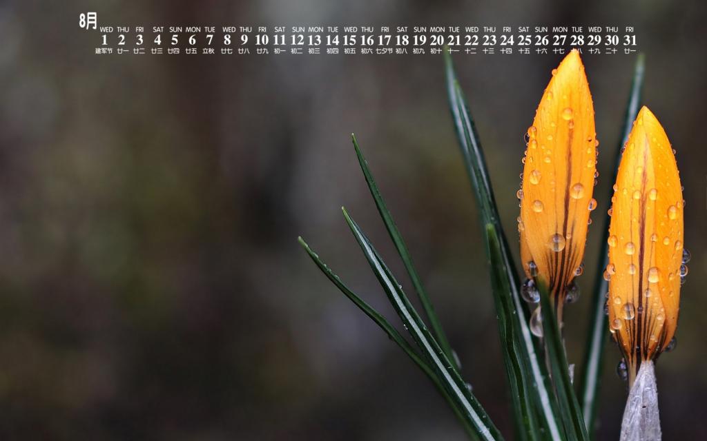 2018年8月唯美花卉迷人写真日历