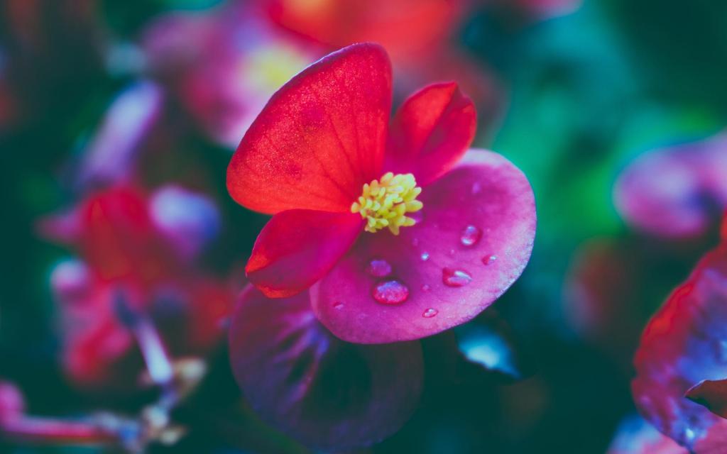 下雨天花朵上的雨滴