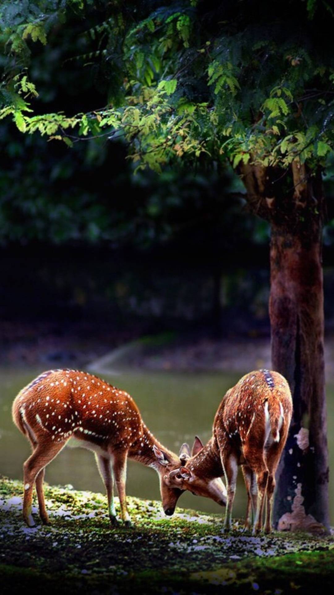 鹿迷,小鹿,萌物,野生动物,美丽生物,手机壁纸,锁屏图片-壁纸族