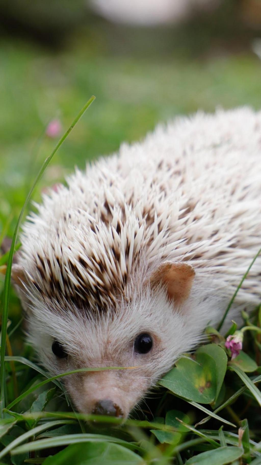 我身上有刺,别碰我