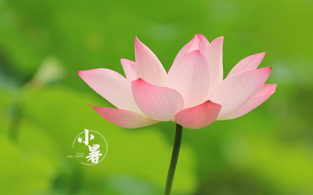 传统节气清新小暑