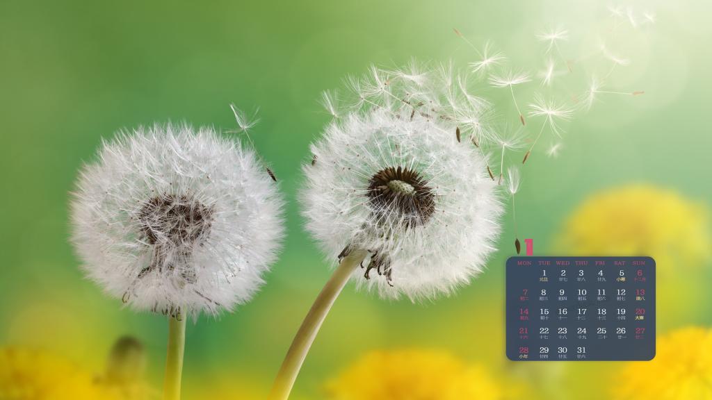 2019年1月自由飞翔的蒲公英日历