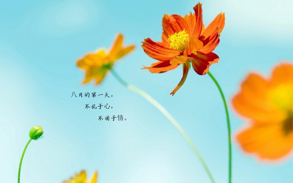 遇见最美的八月