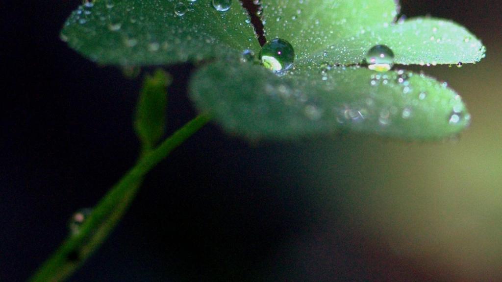 送给你幸运之草