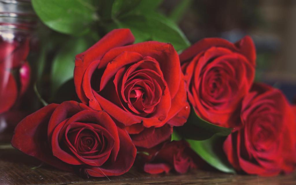 鲜艳娇艳的清新玫瑰花