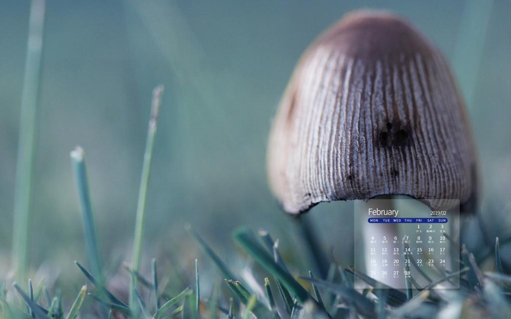 2019年2月小清新植物唯美写真日历