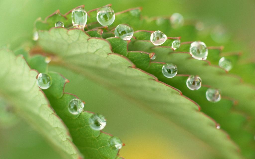 绿色植物之露珠水滴
