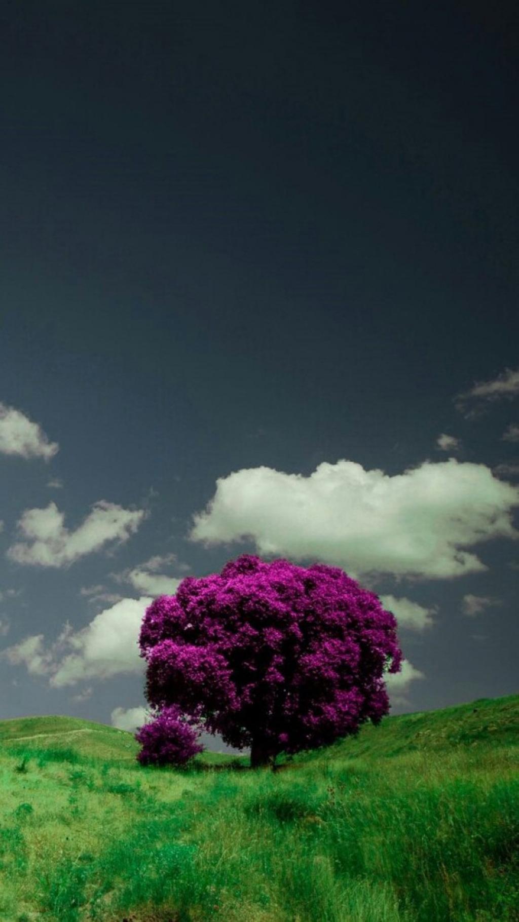 唯美紫色自然风景