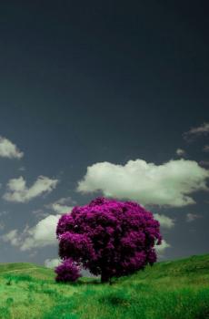 唯美紫色自然风景